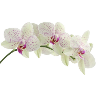 Ölfreier Spray Duft Cleaner & Raumduft – 2-in-1 für Nägel & Studio. Orchidee 100ml